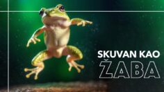 skuvana-zaba
