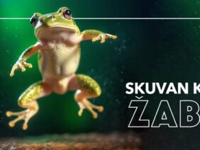 skuvana-zaba